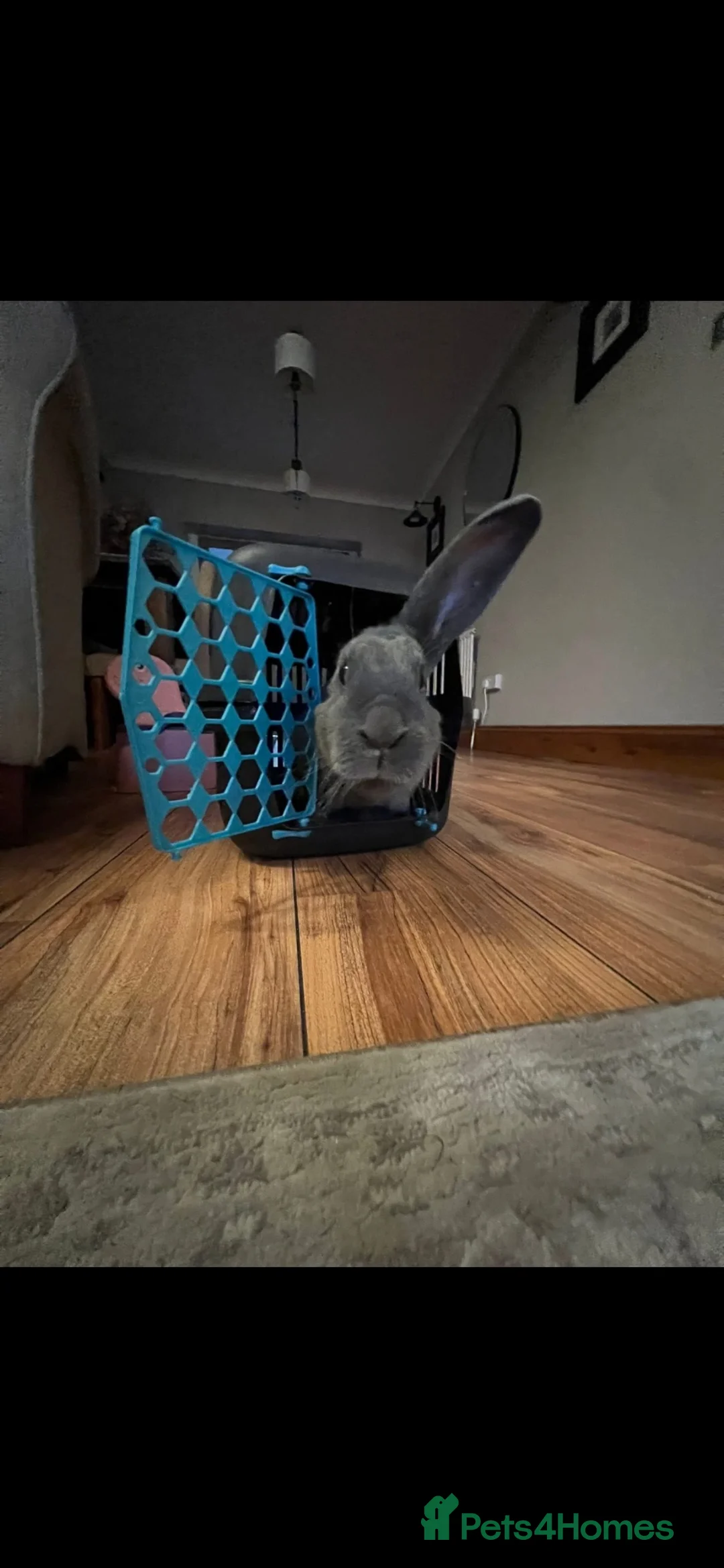 English rabbits for sale: Large rabbit  in Durham - Advert 2