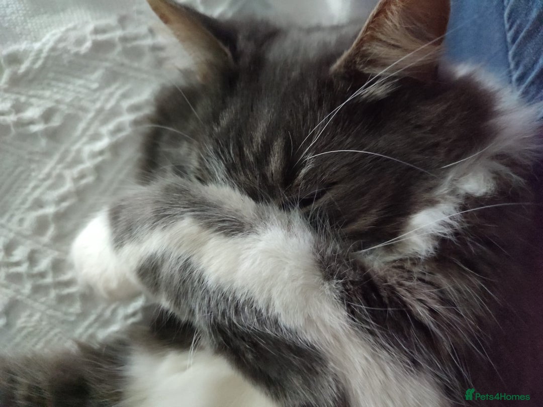 Mixed Breed cats for sale: 3 lovely boys looking for loving home - Image 7