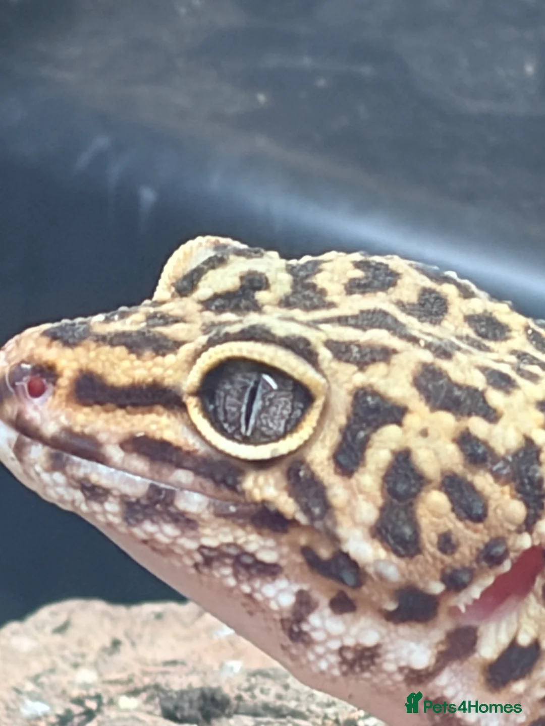 Leopard Gecko reptiles for sale: Female leopard geckos - Advert 1