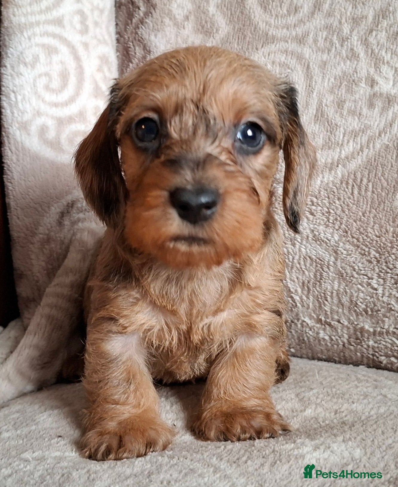 Miniature Dachshund dogs New Year's Day KC Mini-Wire Dachsunds - Advert 1