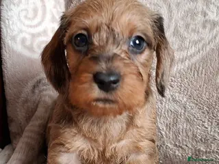 Miniature Dachshund dogs New Year's Day KC Mini-Wire Dachsunds - Advert 1