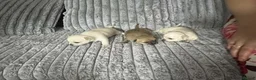 Chihuahua dogs for sale: Puppys for sale  in Newcastle upon Tyne - Advert 4