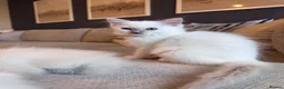 Ragdoll cats for sale: 🐾GCCF registered ragdoll kittens Lilac and blue🐾 - Advert 19