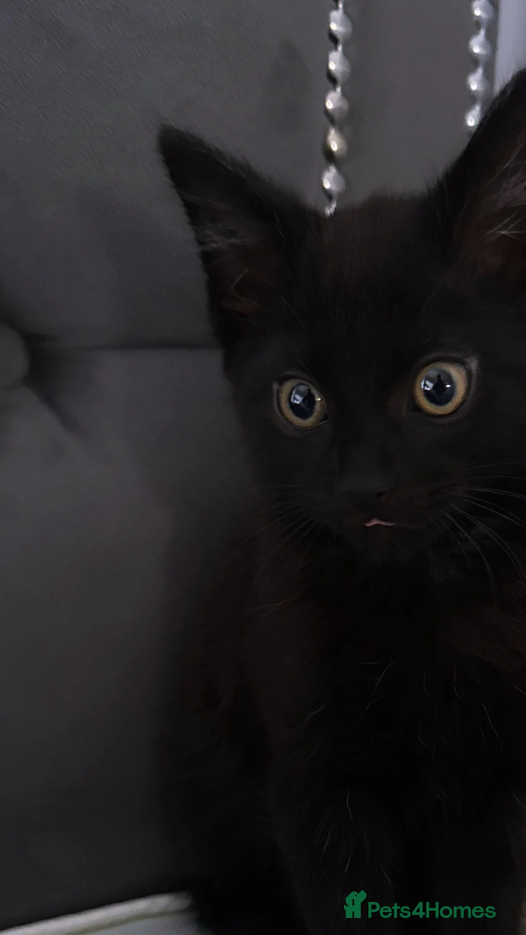 Mixed Breed cats for sale: 10 week old male kitten in St Albans - Advert 2