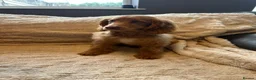 Pomapoo dogs for sale: Stunning green eyed pomapoo - Advert 4