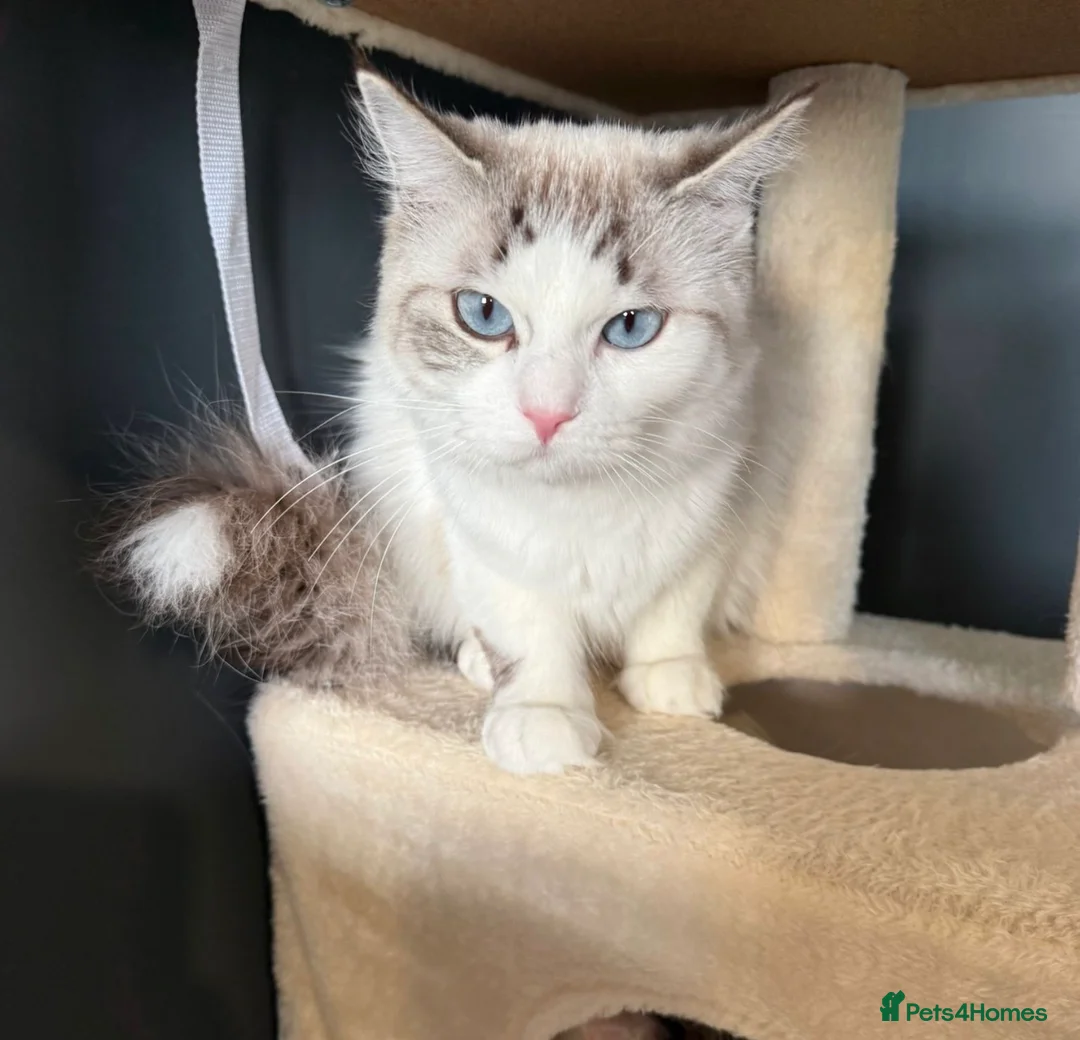 Maine Coon cats for sale: Gorgeous Ragdoll Female  - Advert 3
