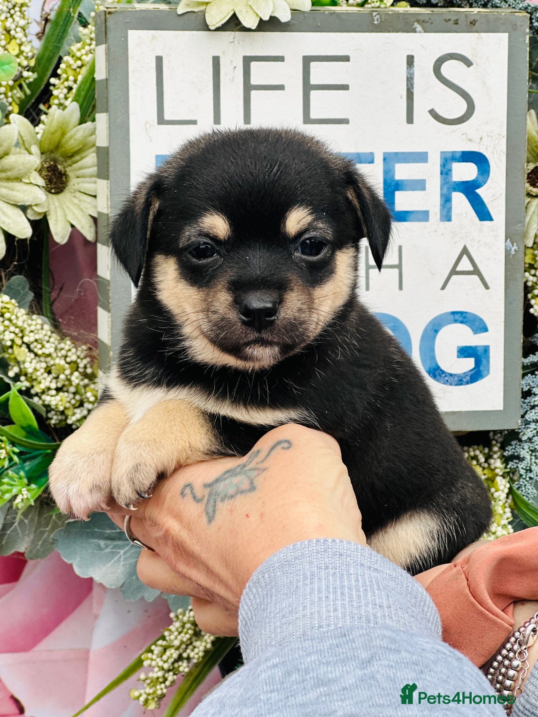 Mixed Breed dogs for sale:  Beautiful puppies  - Image 7