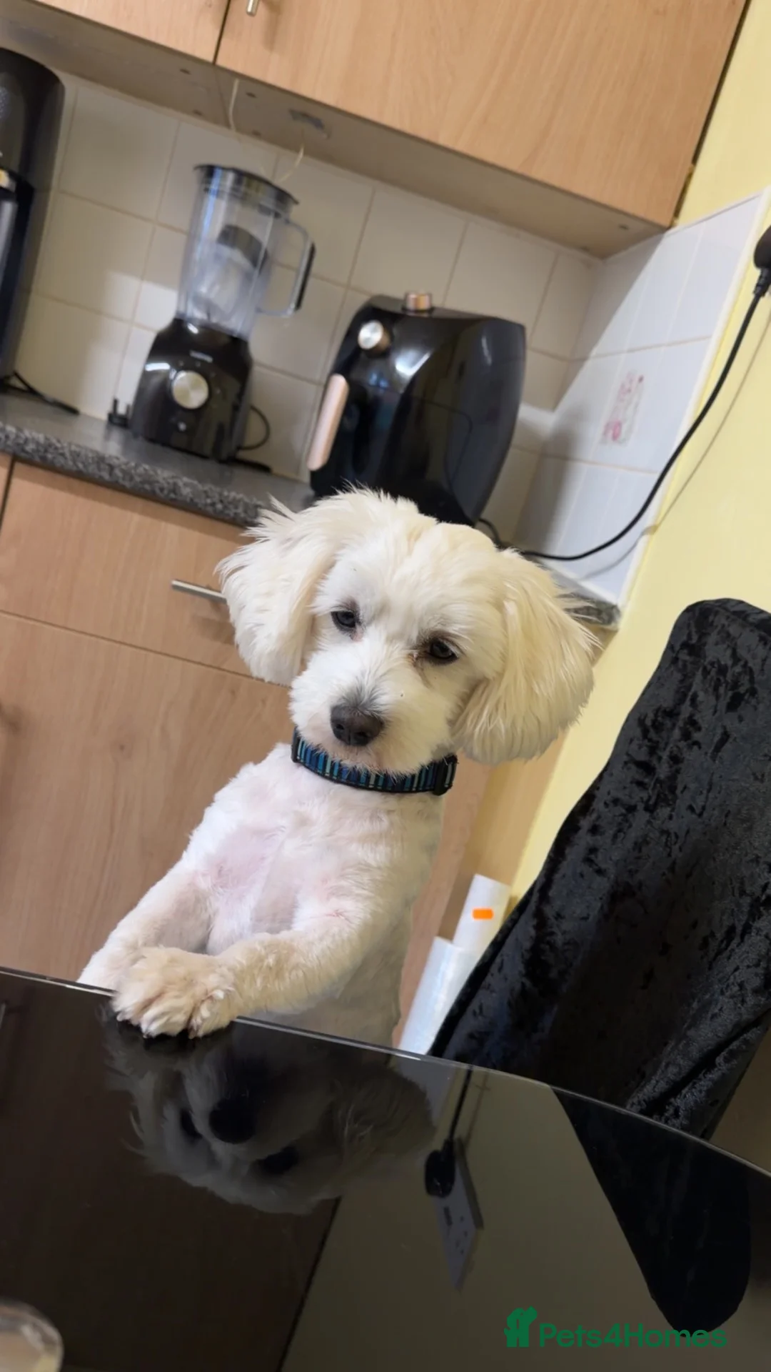 Maltese dogs for stud: maltese for stud  - Advert 1