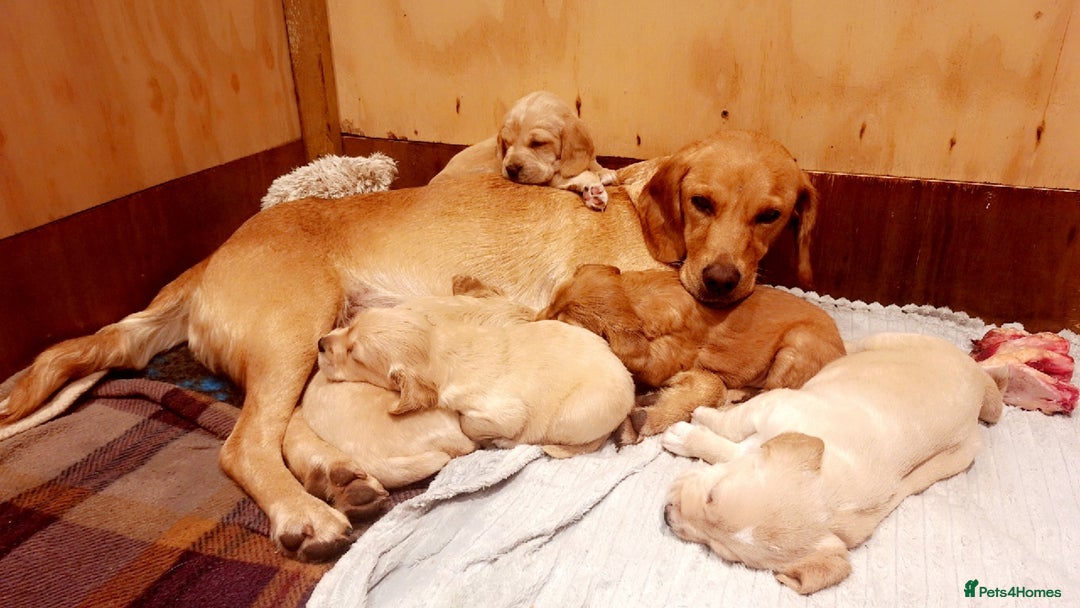 Cockerdor dogs for sale: Cockerdor puppies - Image 1