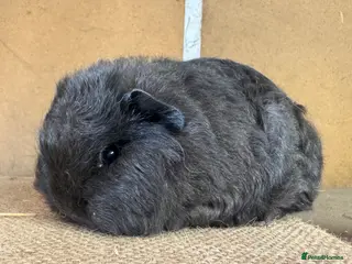 Guinea Pig rodents Bonded Swiss guinea pig boars - Advert 1