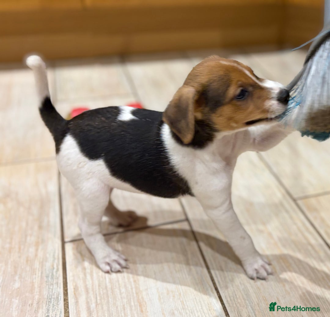 Patterjack dogs for sale: Terrier Puppies - Image 3