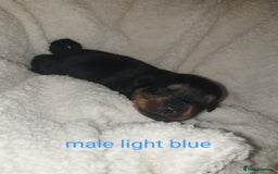 Rottweiler dogs for sale: Chunky big boned rottweilers  - Image 23