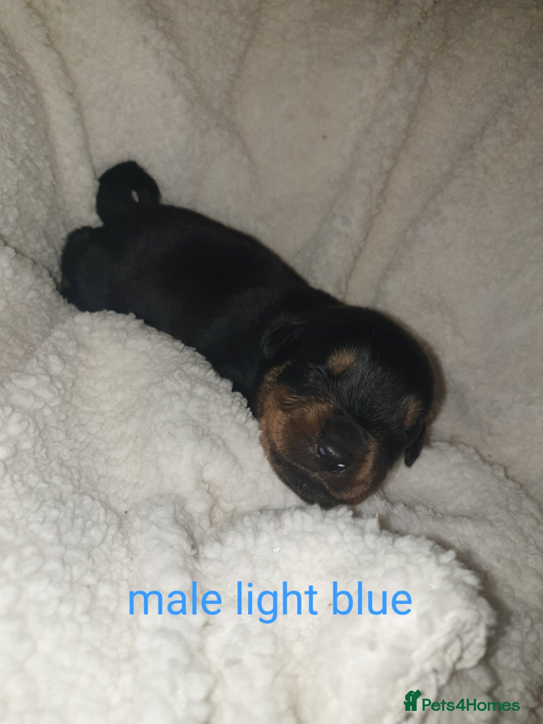 Rottweiler dogs for sale: Chunky big boned rottweilers  - Image 23