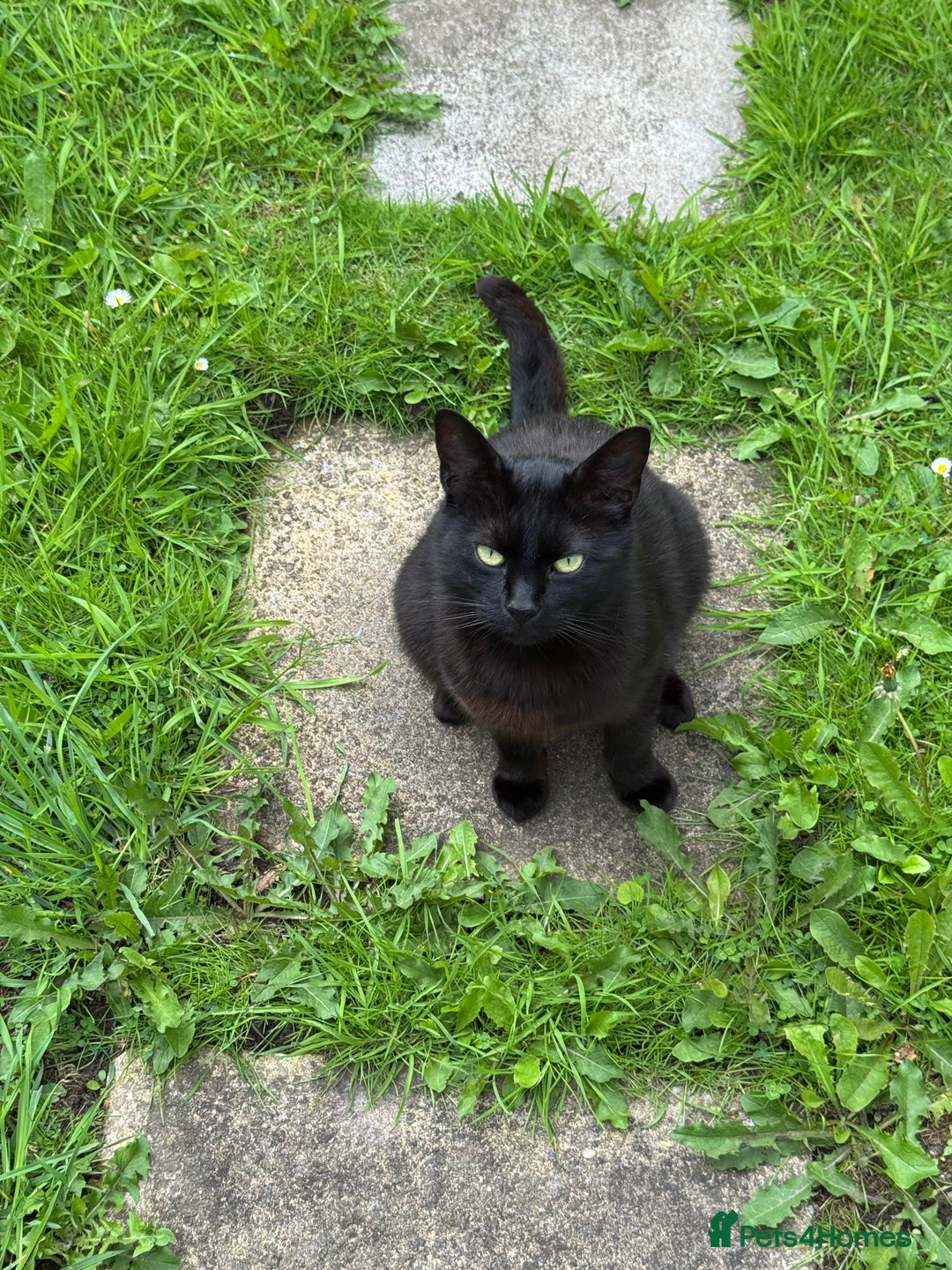 Mixed Breed cats for sale: Black Cat For Rehoming  - Advert 1