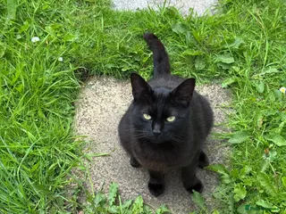 Mixed Breed cats Black Cat For Rehoming - Advert 17