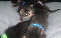 Mixed Breed cats for sale: beautiful kittens  - Image 15