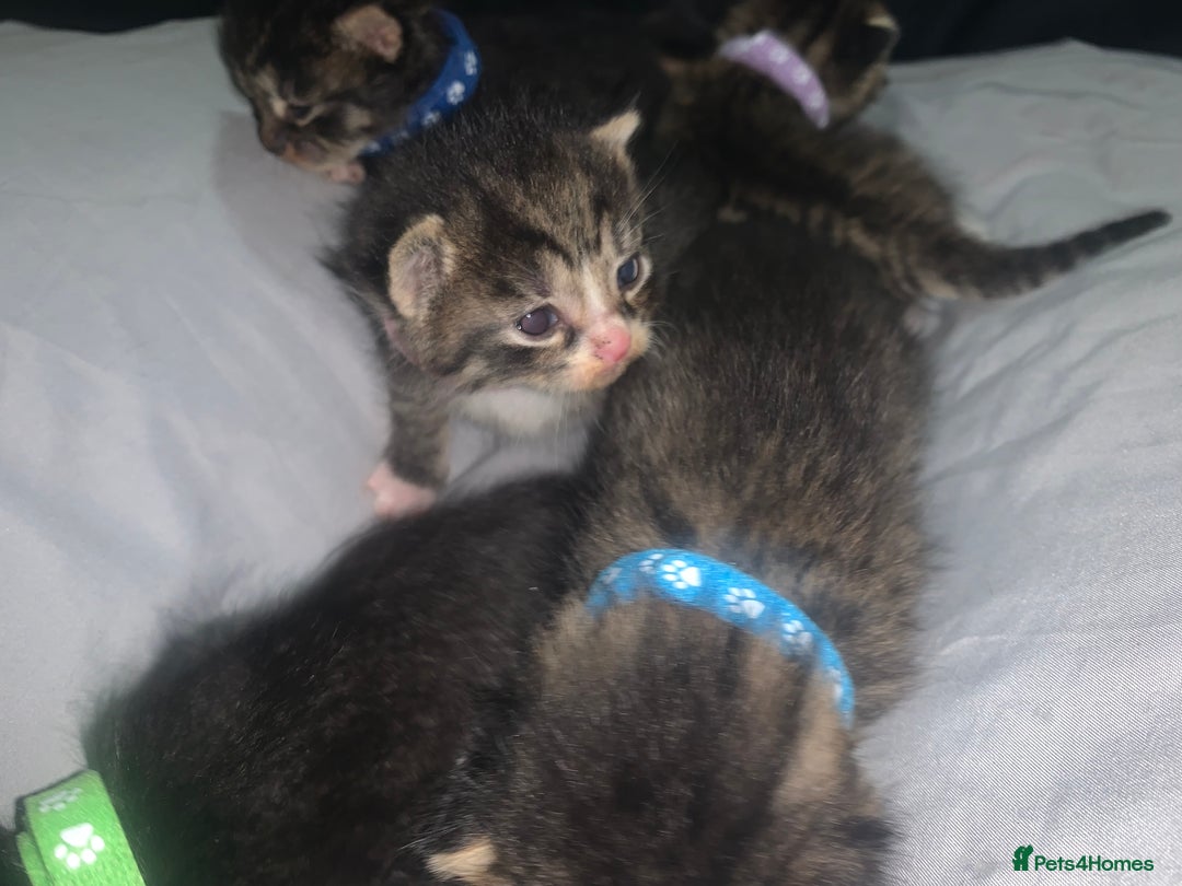 Mixed Breed cats for sale: beautiful kittens  - Image 15