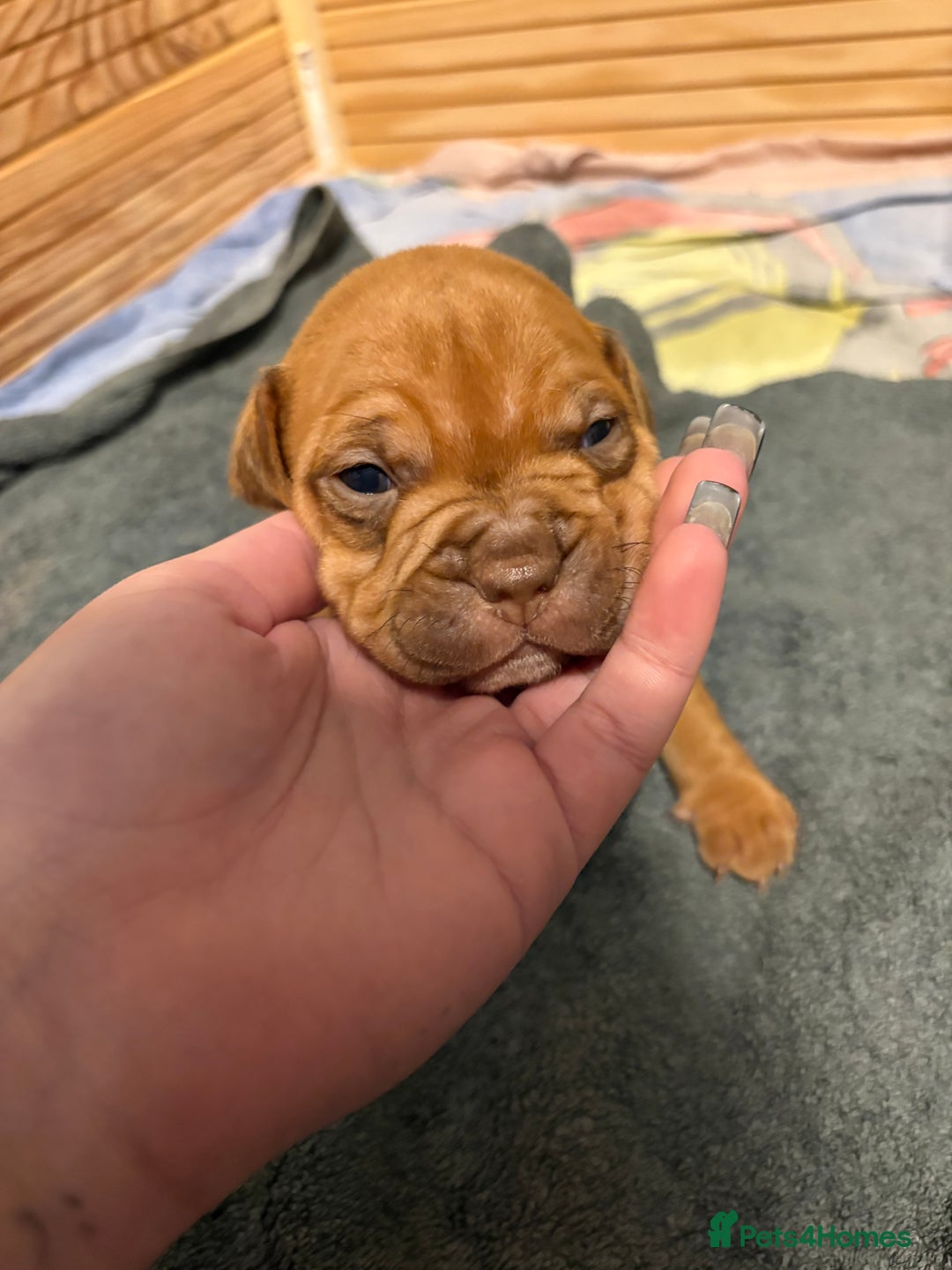 Mixed Breed dogs for sale: Staffordshire bull terrier x american bulldog pups - Advert 5