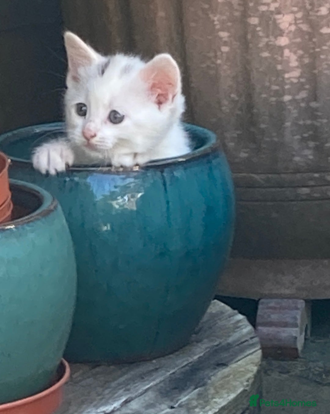 Turkish Van cats for sale: Gorgeous & Loving Turkish Van Kittens - Image 16