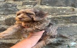 Cockapoo dogs for sale: BEAUTIFULL F1 COCKAPOOS - Image 4