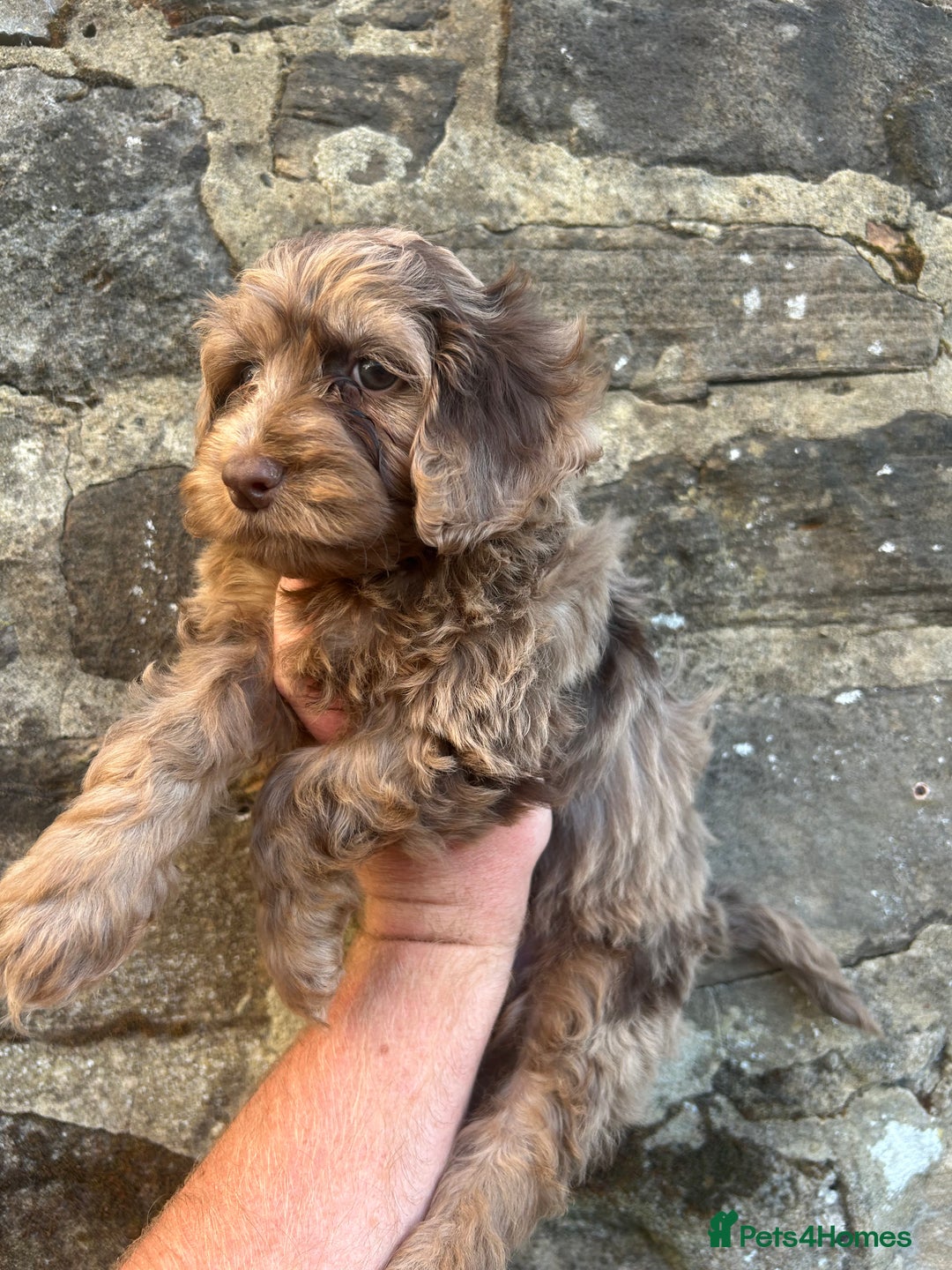 Cockapoo dogs for sale: BEAUTIFULL F1 COCKAPOOS - Image 4
