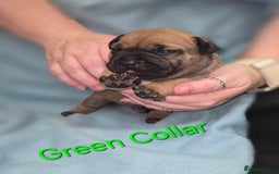Mixed Breed dogs for sale: American french bully  - Image 7