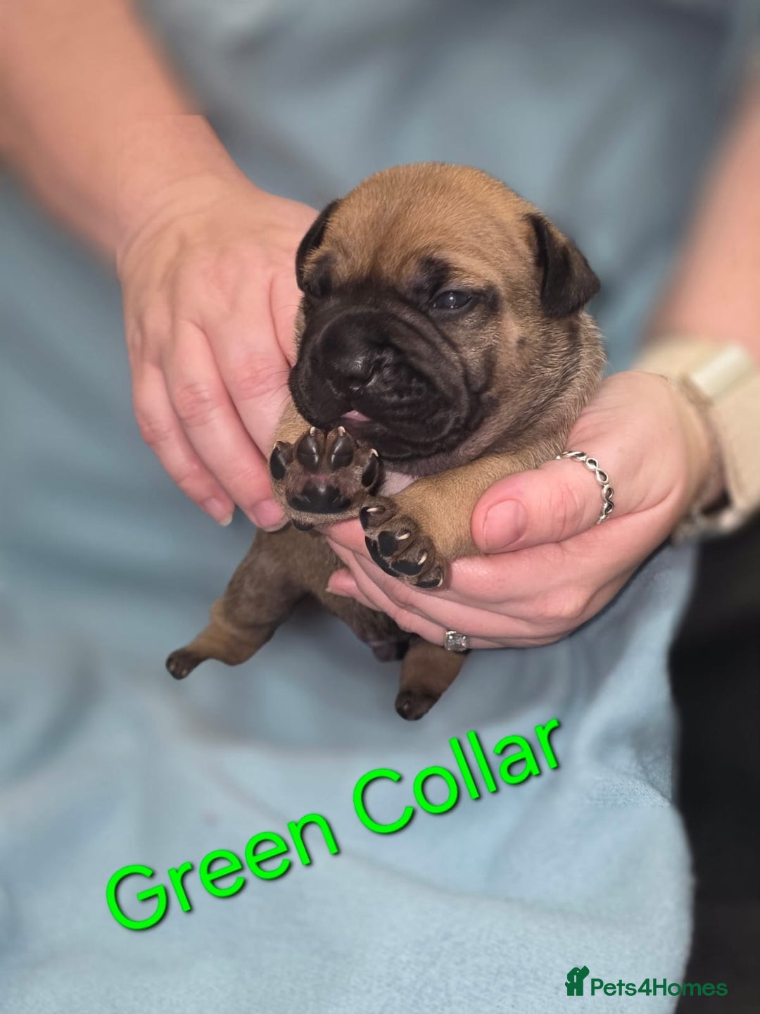 Mixed Breed dogs for sale: American french bully  - Image 7