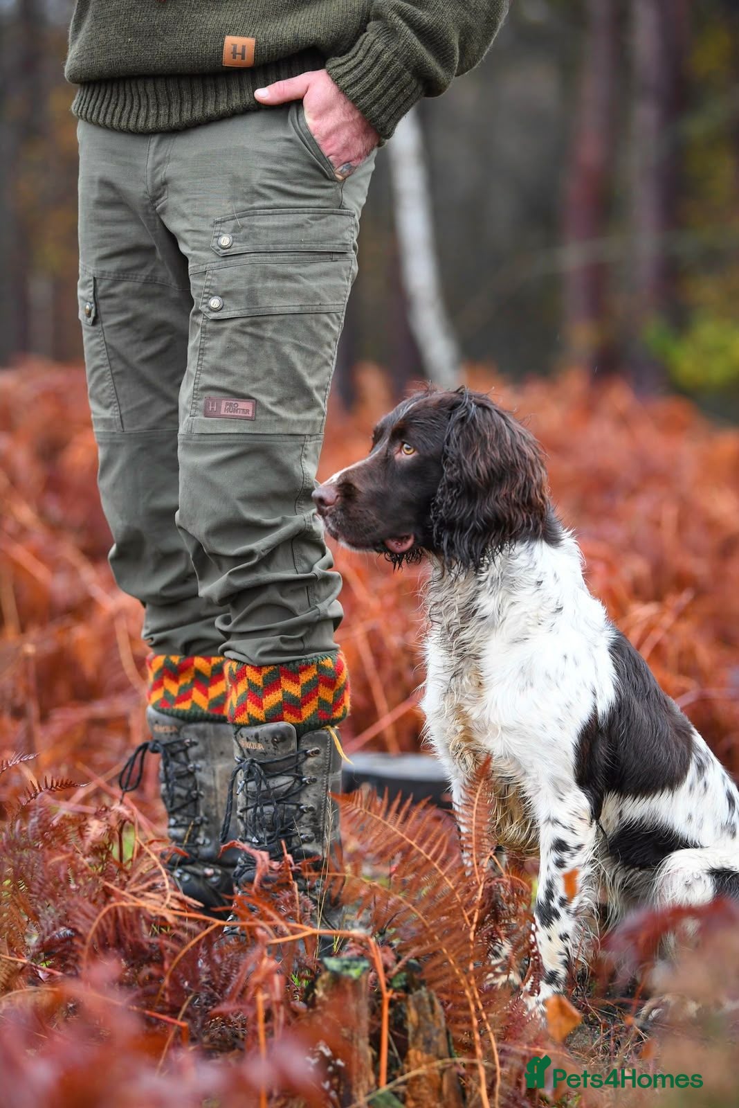 English Springer Spaniel dogs Kennel club registered Springer Spaniel Puppies - Advert 2