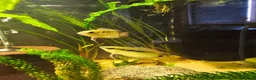 Cichlids fish for sale: 2 Festivum cichlid fish - Advert 2