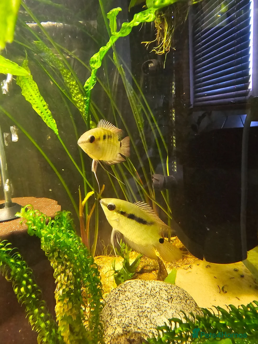 Cichlids fish for sale: 2 Festivum cichlid fish - Advert 2