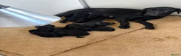 Labrador Retriever dogs for sale: Black chunky Labrador puppies  - Advert 4