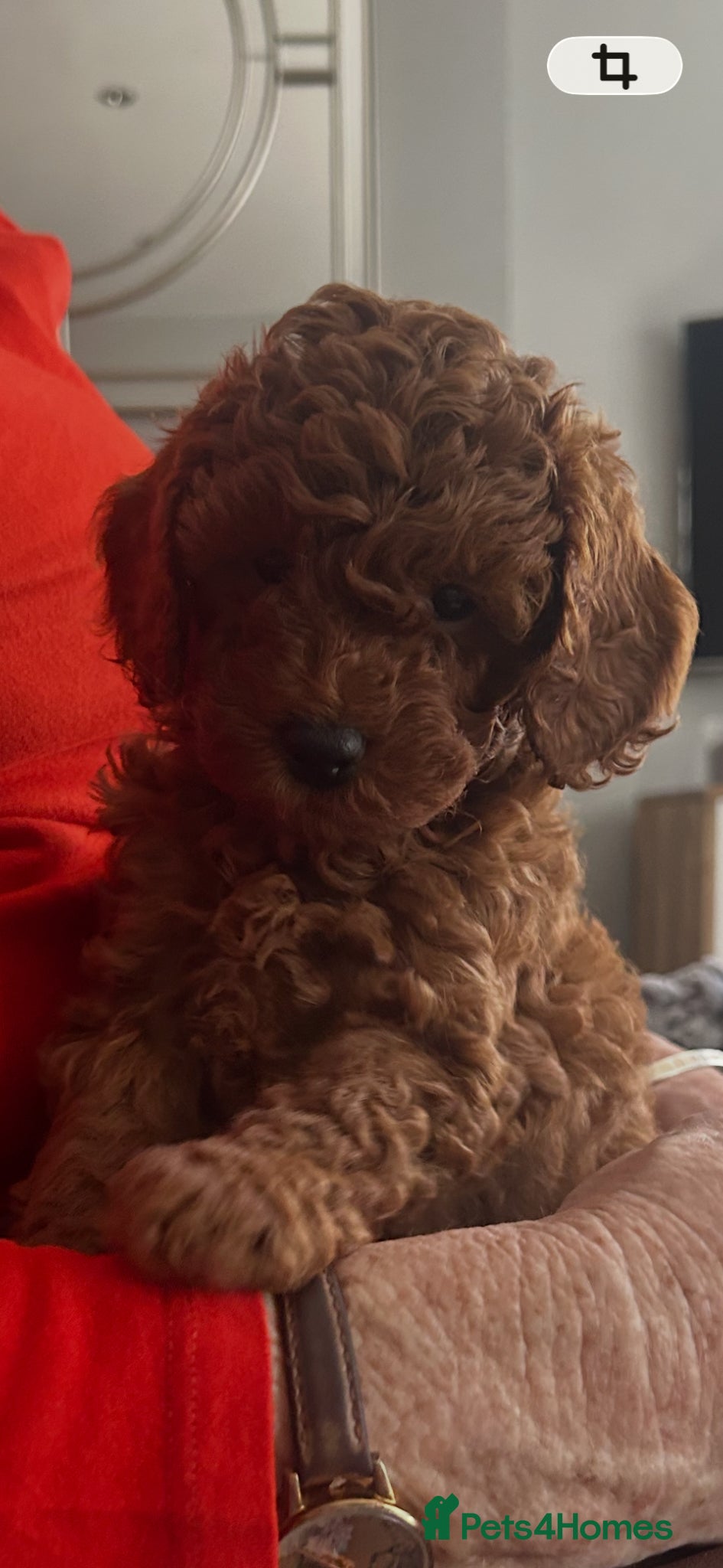 Miniature Poodle dogs Beautiful red miniature poodles  - Advert 3
