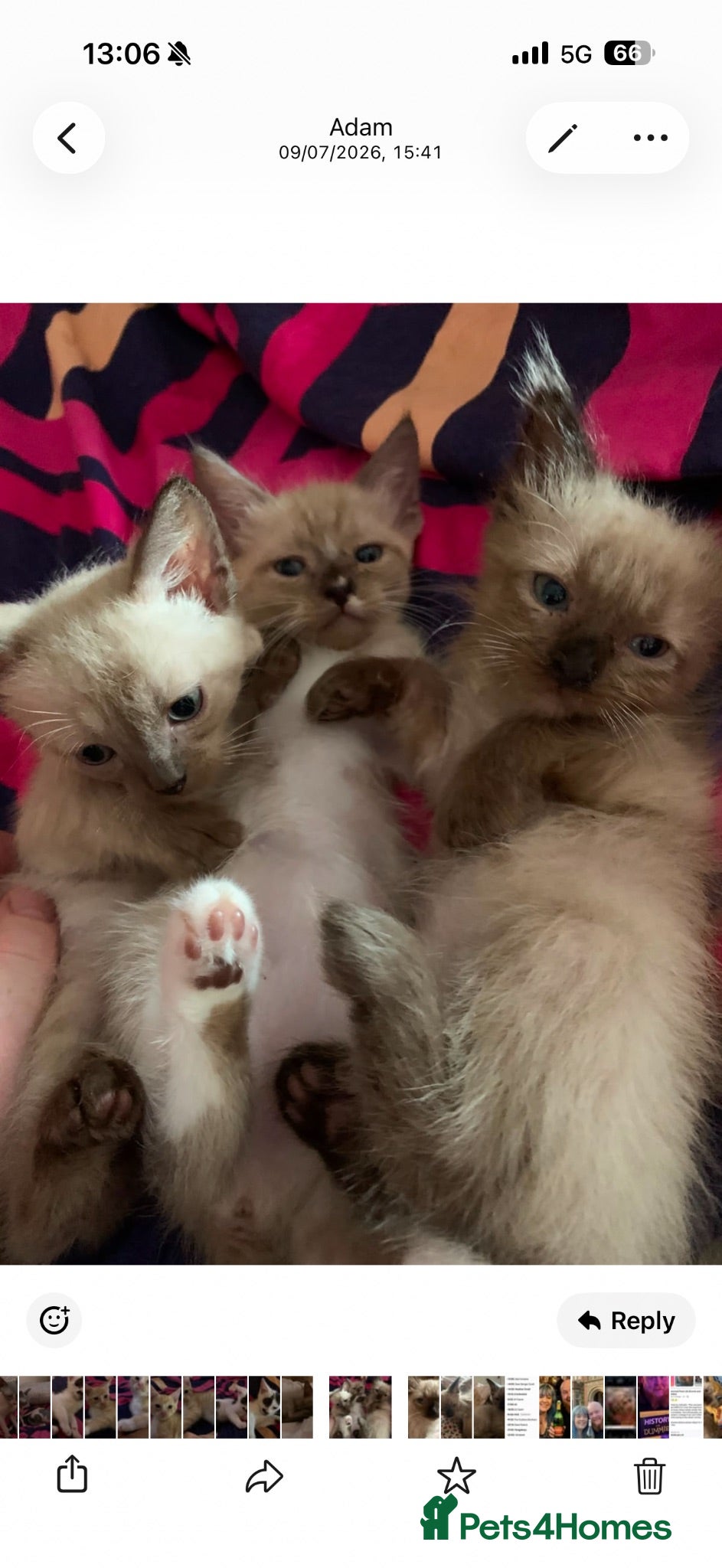 Ragdoll cats Ragdoll cross kittens  - Advert 2