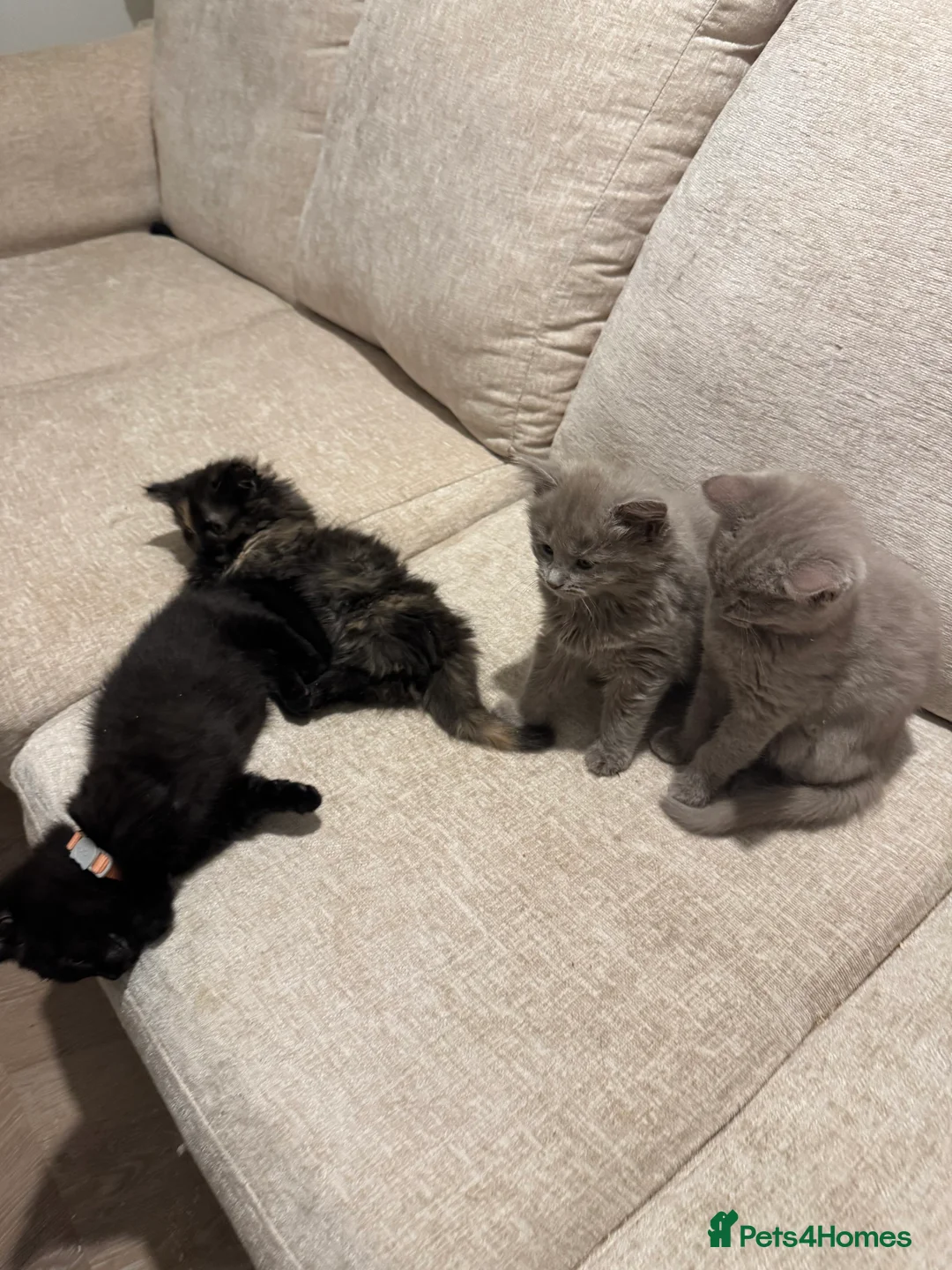 Munchkin cats for sale: 💎 RARE 💎 STANDARD MUNCHKINS READY TO LEAVE NOW  - Advert 11