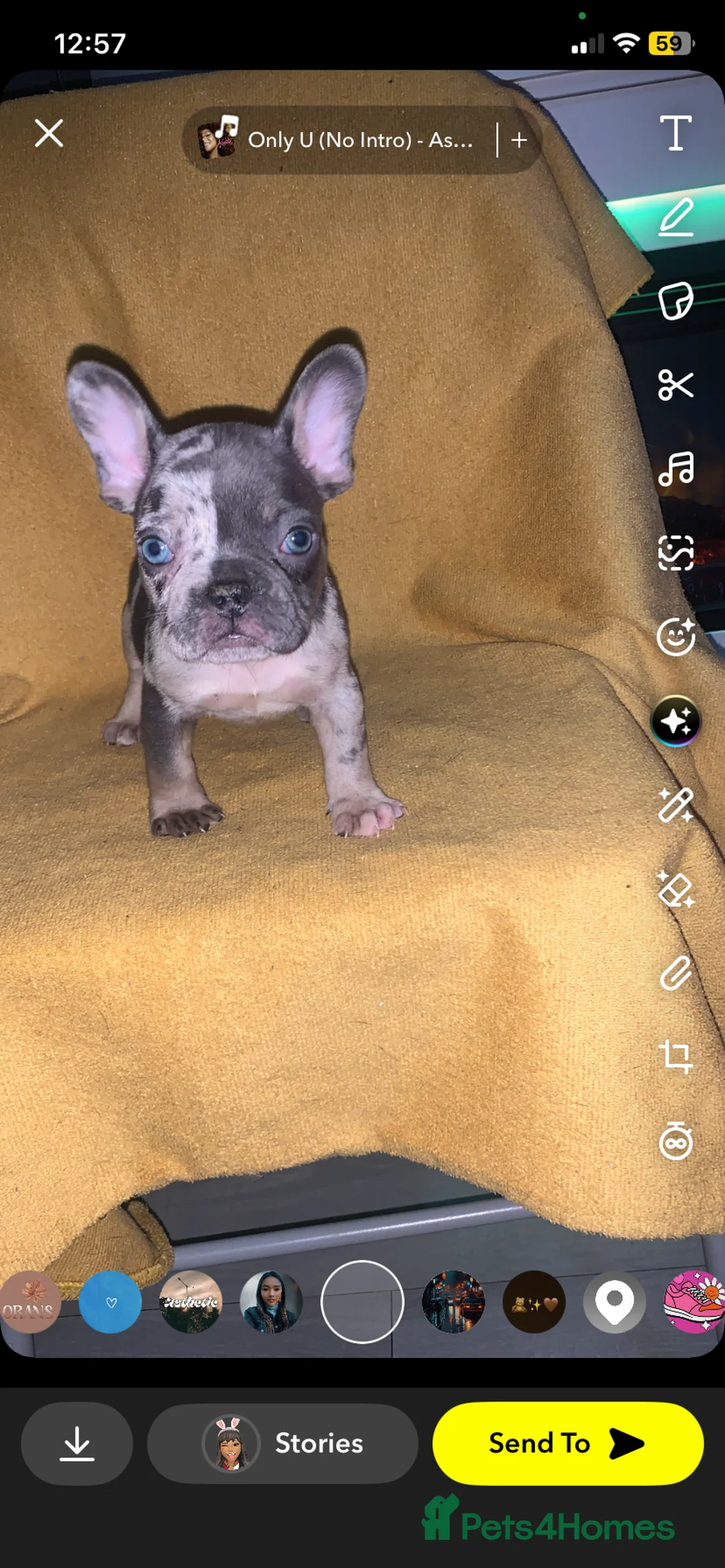 French Bulldog dogs for sale: Stunning French bulldog puppy's for sale  - Advert 5