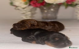 Cocker Spaniel dogs for sale: 🐶🐾beautiful show cocker spaniel puppy’s 🐶🐾 - Image 25