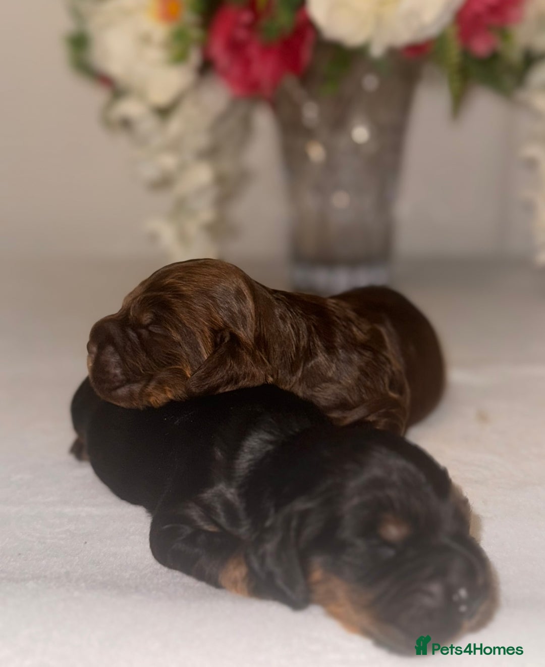 Cocker Spaniel dogs for sale: 🐶🐾beautiful show cocker spaniel puppy’s 🐶🐾 - Image 25