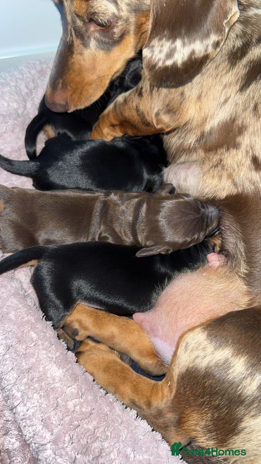 Miniature Dachshund dogs for sale: 2 Boys left - Image 5