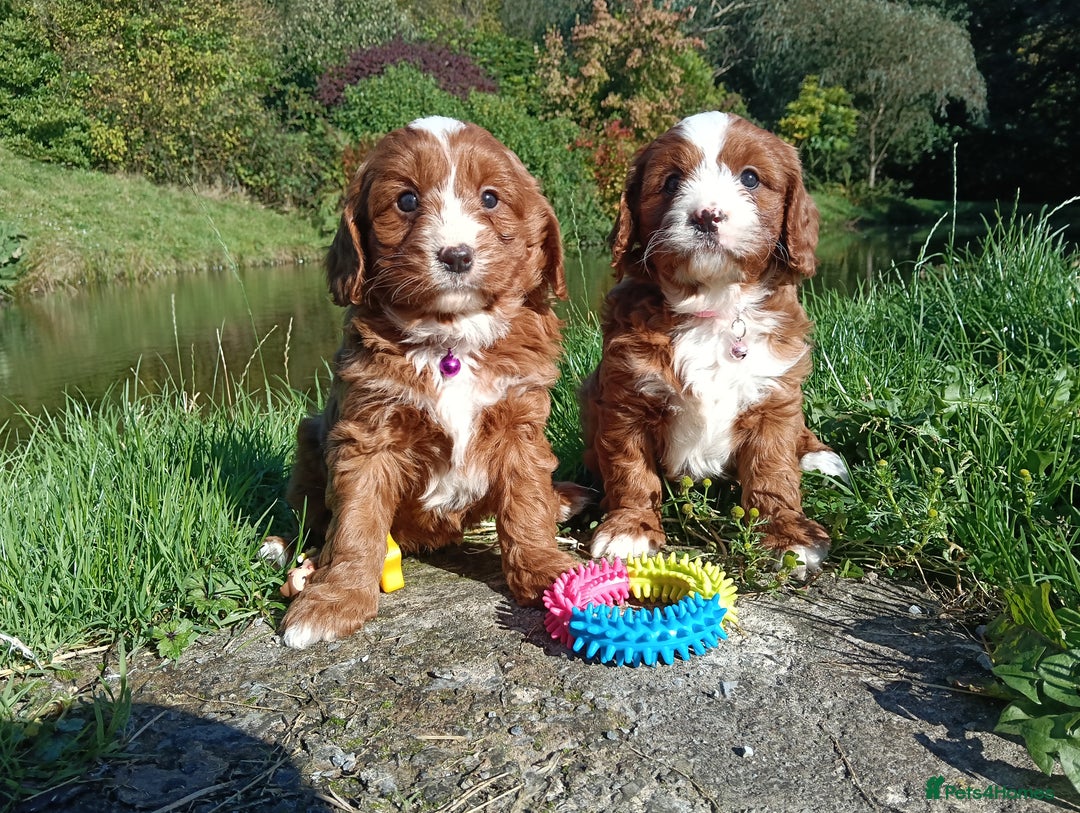 Cavapoo dogs for sale: Scrumptious Cavapoo puppies- Dad PRA tested - Image 6