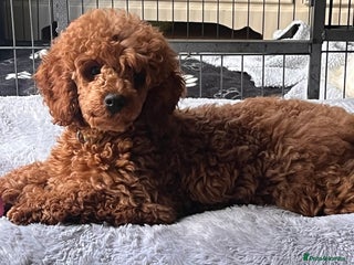 Poodle dogs in Shipley - Advert 9