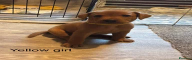 Labrador Retriever 8