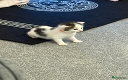 Mixed Breed cats for sale: Mixed snowshoe kitten - Image 4