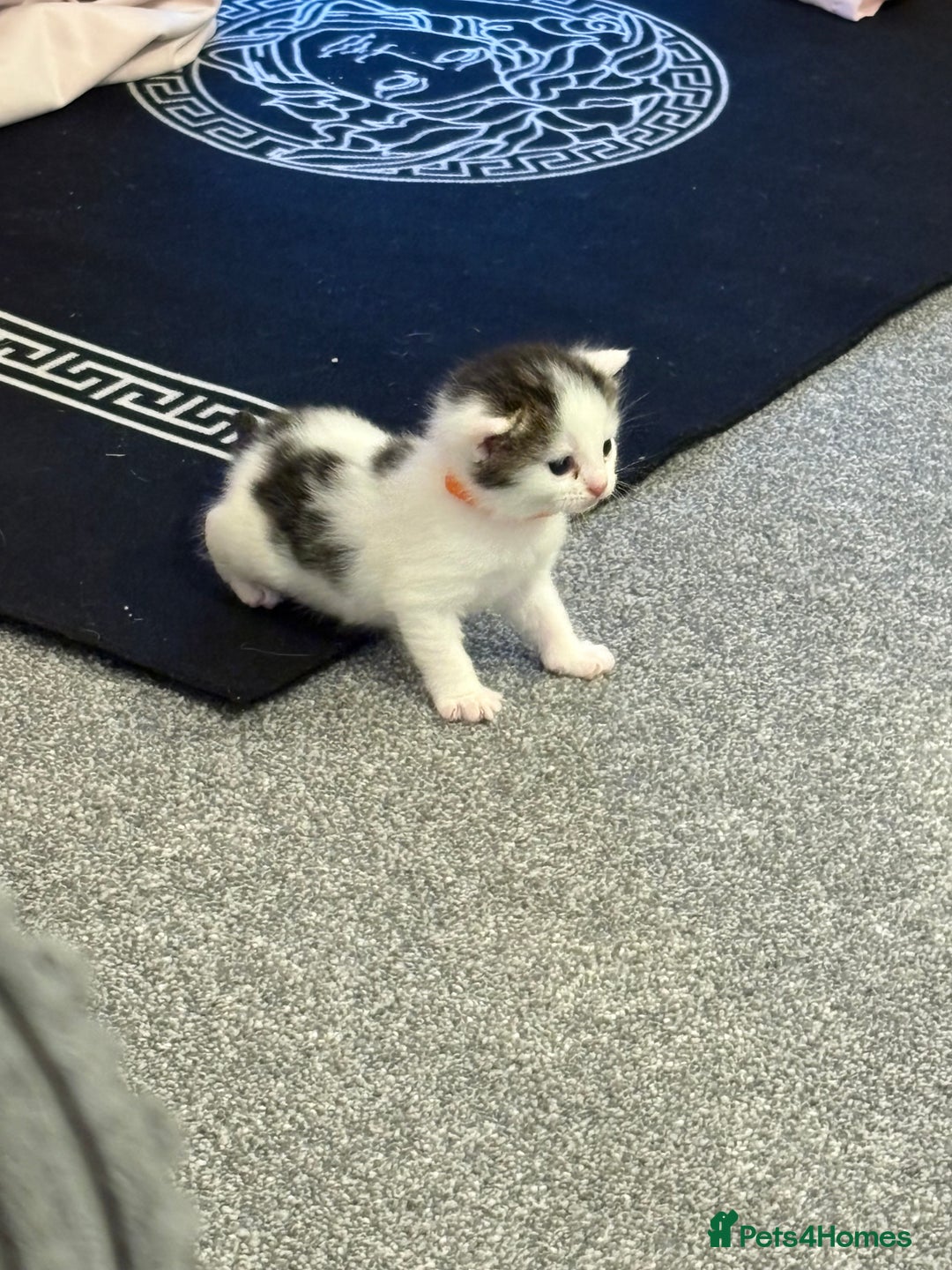 Mixed Breed cats for sale: Mixed snowshoe kitten - Image 4