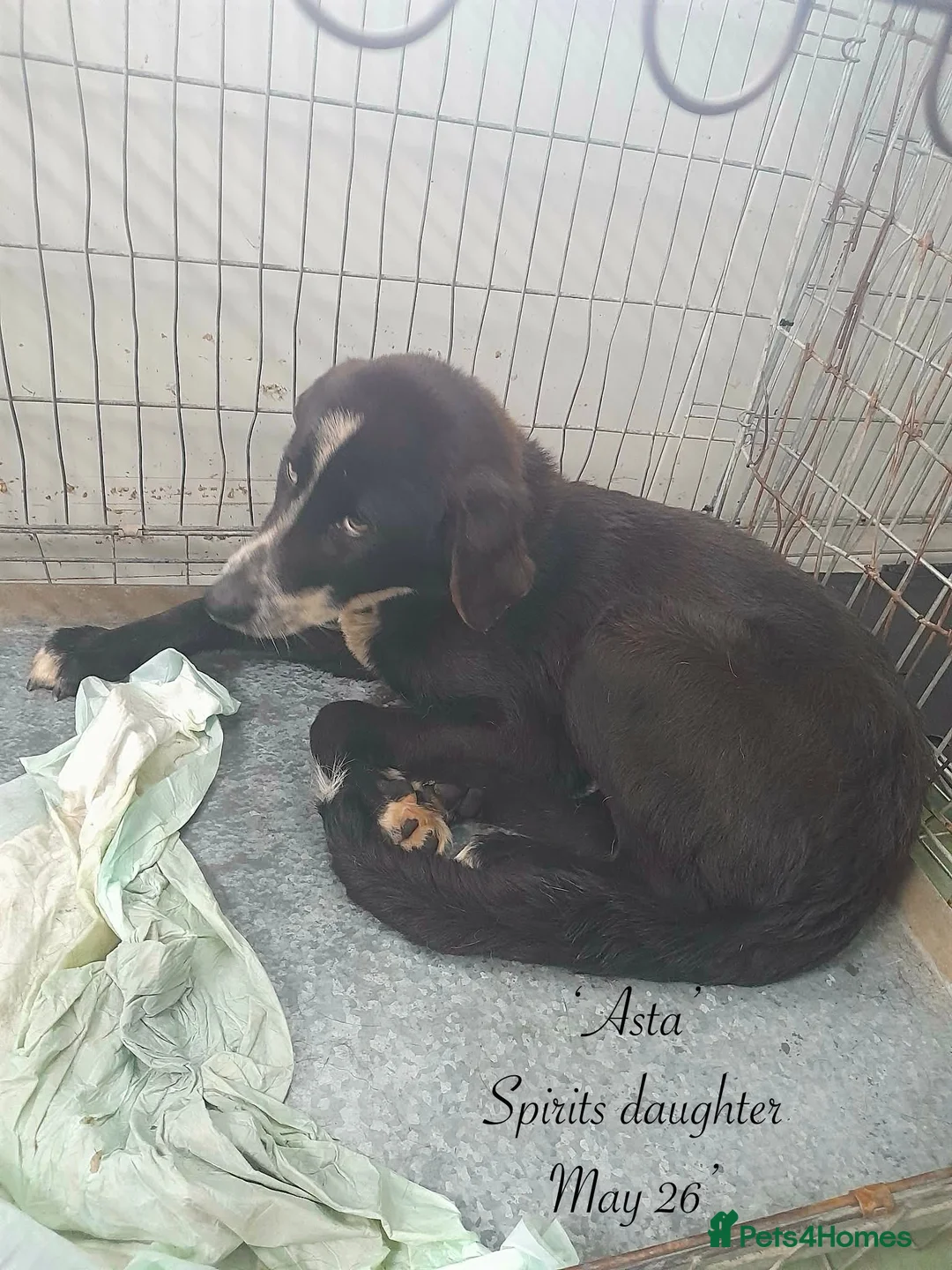 Mixed Breed dogs for adoption: Asta, 14 month approx. Available for adoption. in Brixham - Advert 2