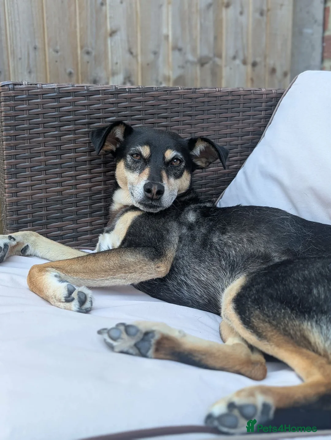 Mixed Breed dogs for adoption: INDY - FOR ADOPTION - ROMSEY  in Romsey - Advert 2