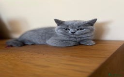 British Shorthair cats for sale: Champion line British Shorthair kittens  - Image 12