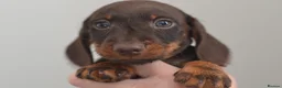 Miniature Dachshund dogs for sale: KC registered Miniature Wire haired Dachshund Boy  - Advert 1