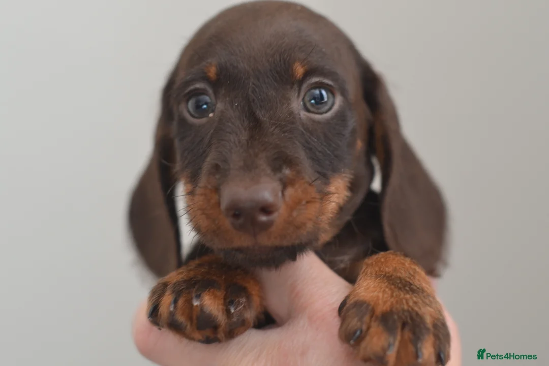 Miniature Dachshund dogs for sale: KC registered Miniature Wire haired Dachshund Boy  - Advert 1