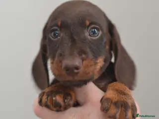 Miniature Dachshund dogs KC registered Miniature Wire haired Dachshund Boy - Advert 1