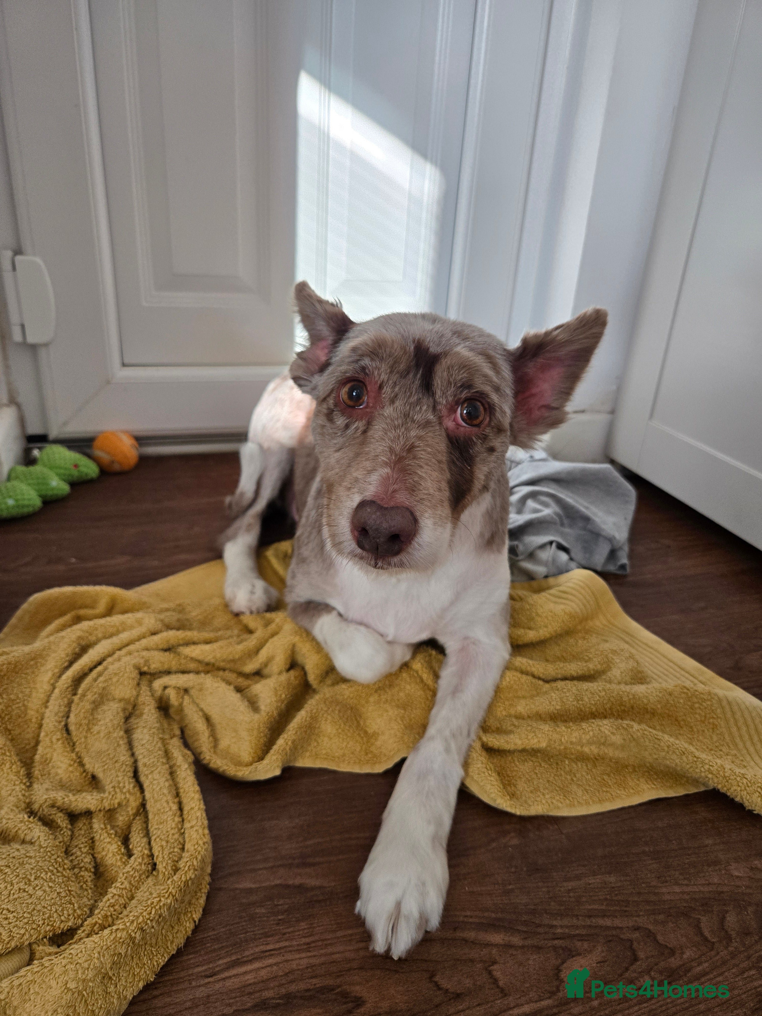 Border Collie dogs Heartbroken rehome needed - Advert 1